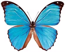 Ein blauer Schmetterling