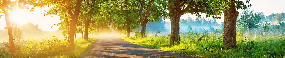Eine Weg durch eine Baumalleé an einem sonnigen Morgen